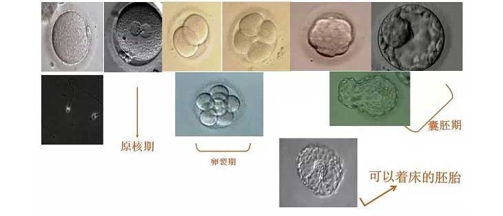 囊胚着床率明显好于鲜胚