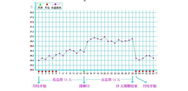 排卵日的受孕概率更大