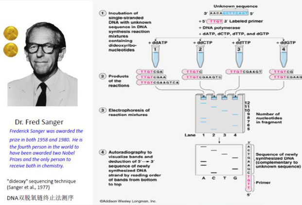 Sanger测序发原理