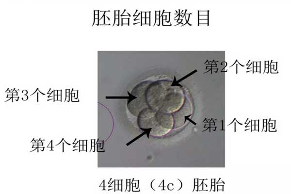 胚胎细胞数目