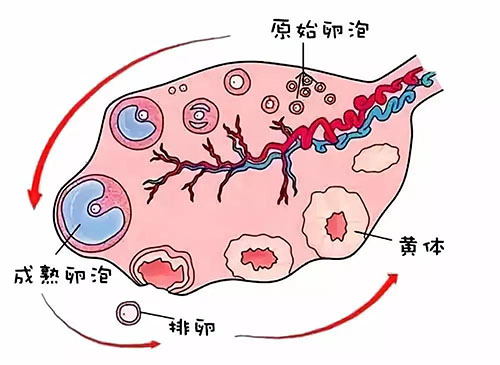 卵泡发育